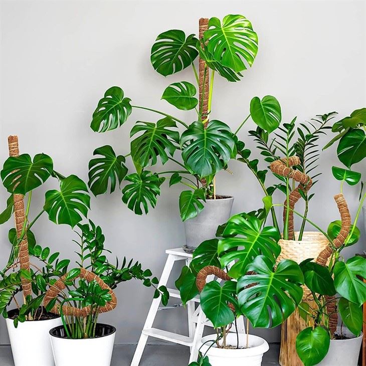 Customized Bendable Coconut Coir Pole for Climbing Plant